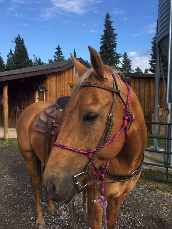 am i the the only western rider here?