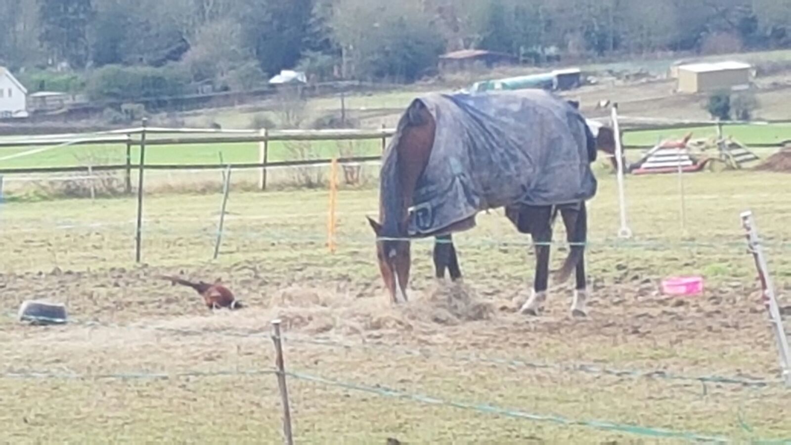 Arthurs new friend