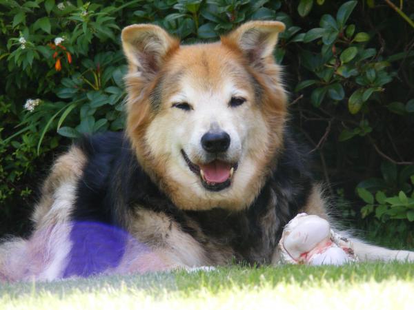 content doggy