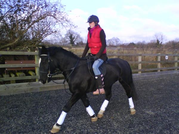 Dressage Pone