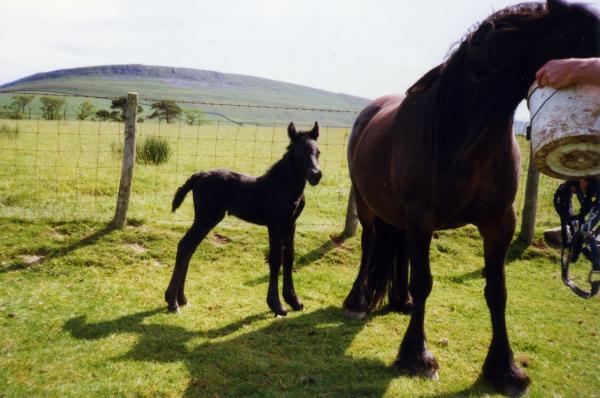 Eva as a day old foal, Dam Barbondale Ruby.