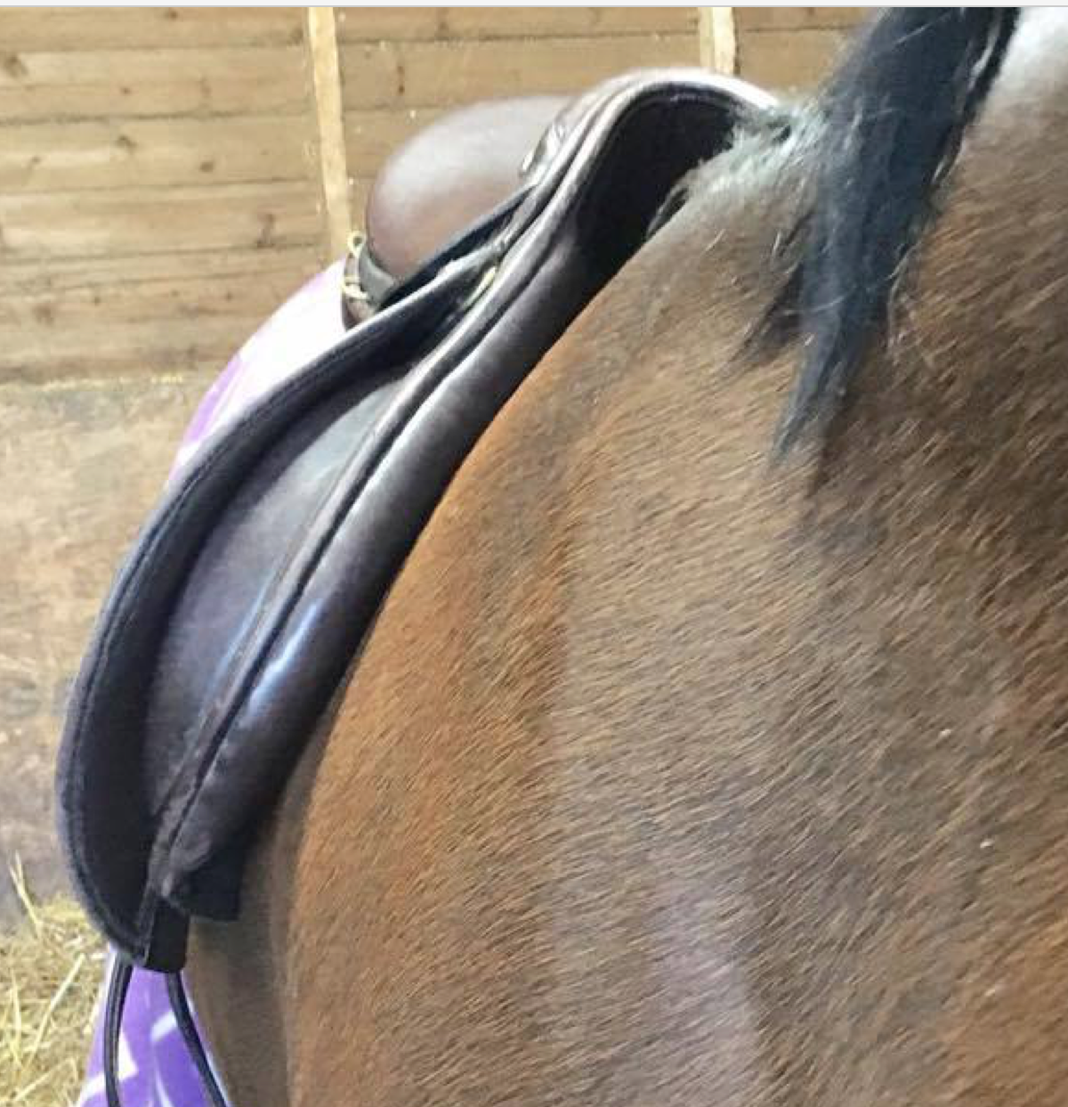 saddle