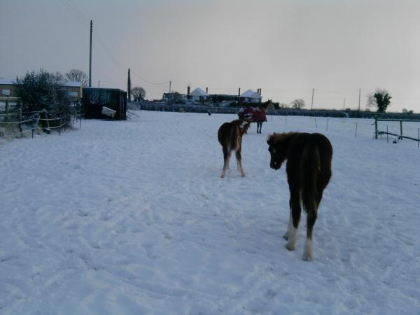 Shakira grooming in the snow!