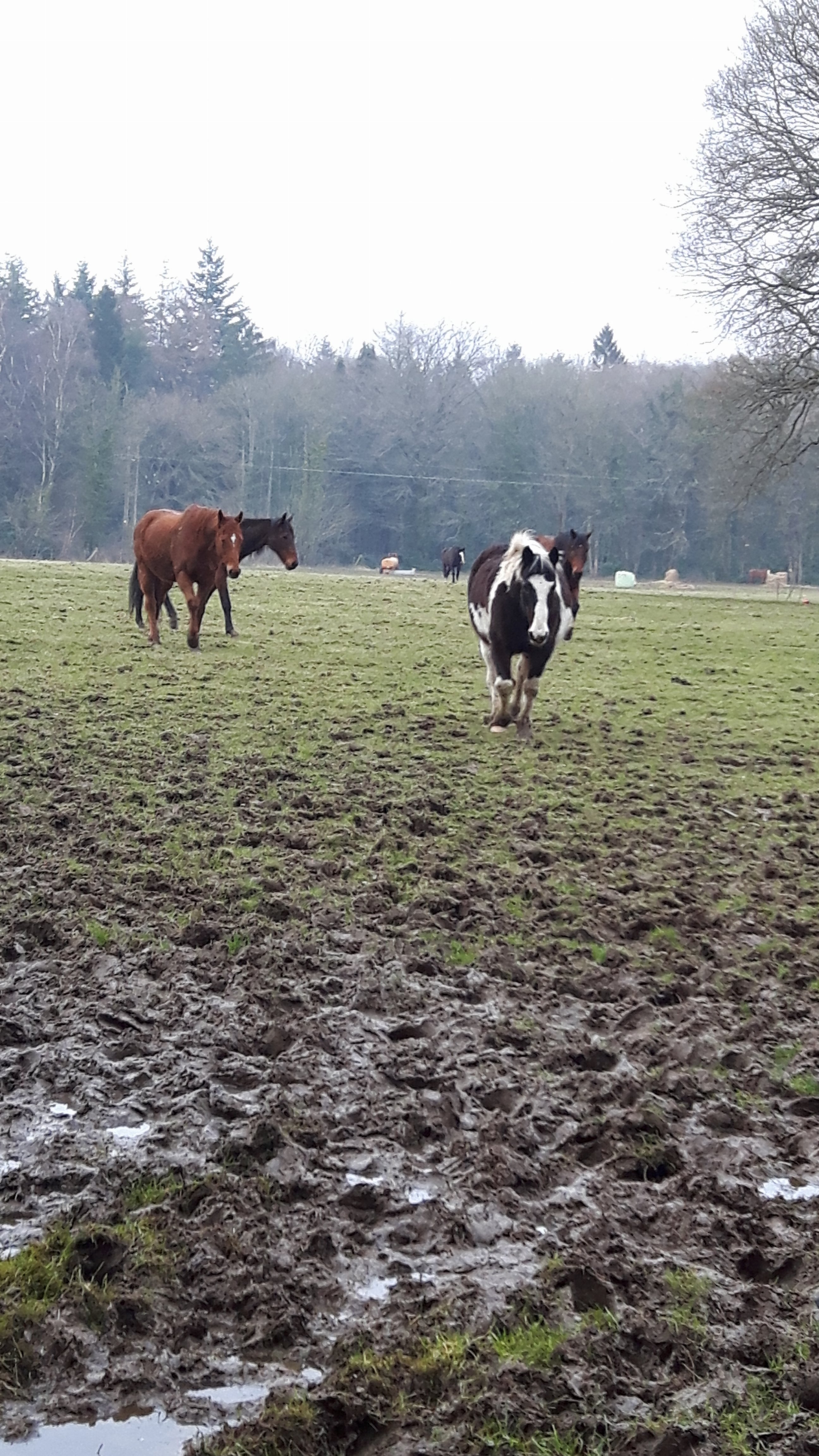 Some of the herd of rescues I help to care for, Poppy  is always  first where there is food .